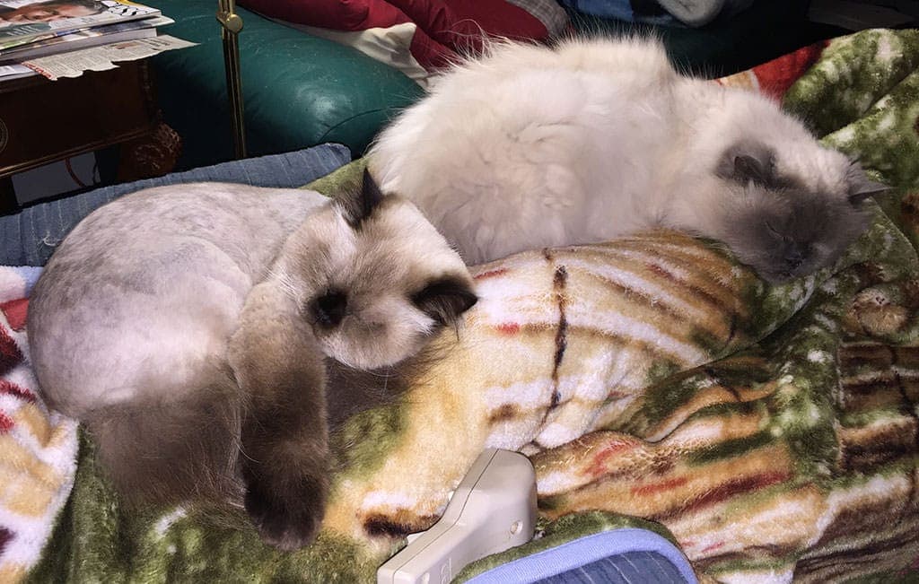 Klohe-and-Winston-Snoozin.jpg