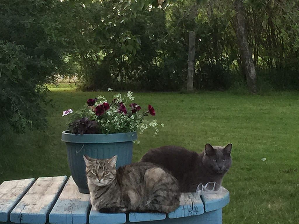 Dot's-Cats-11-11-16.jpg