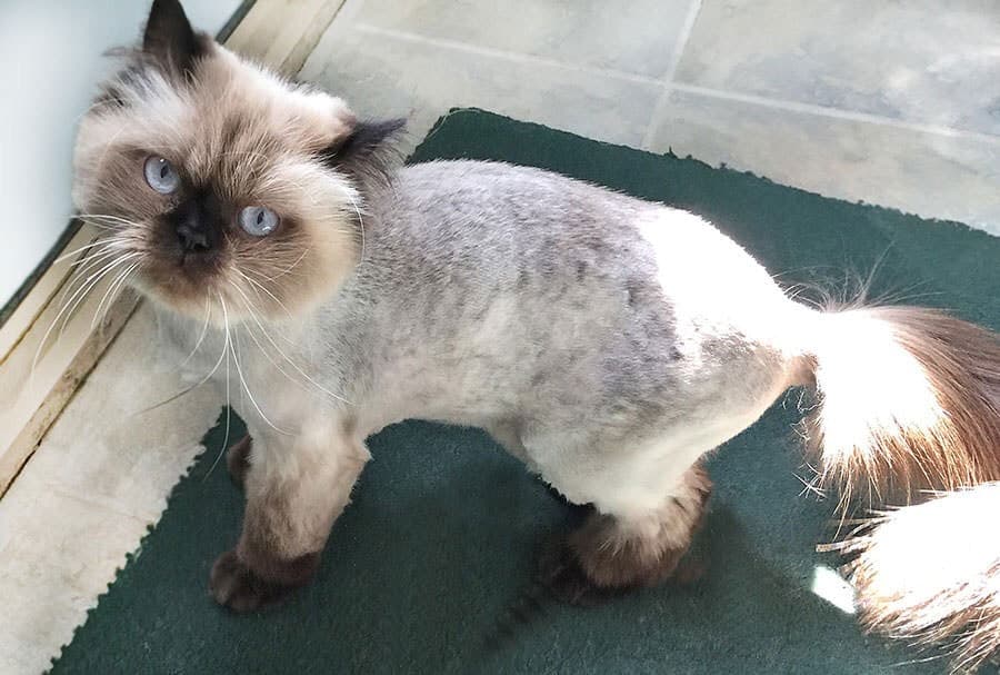 Klohe's-Haircut.jpg