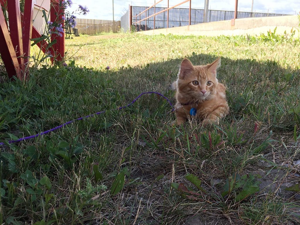 Free-Freddy-July-23-2017.jpg