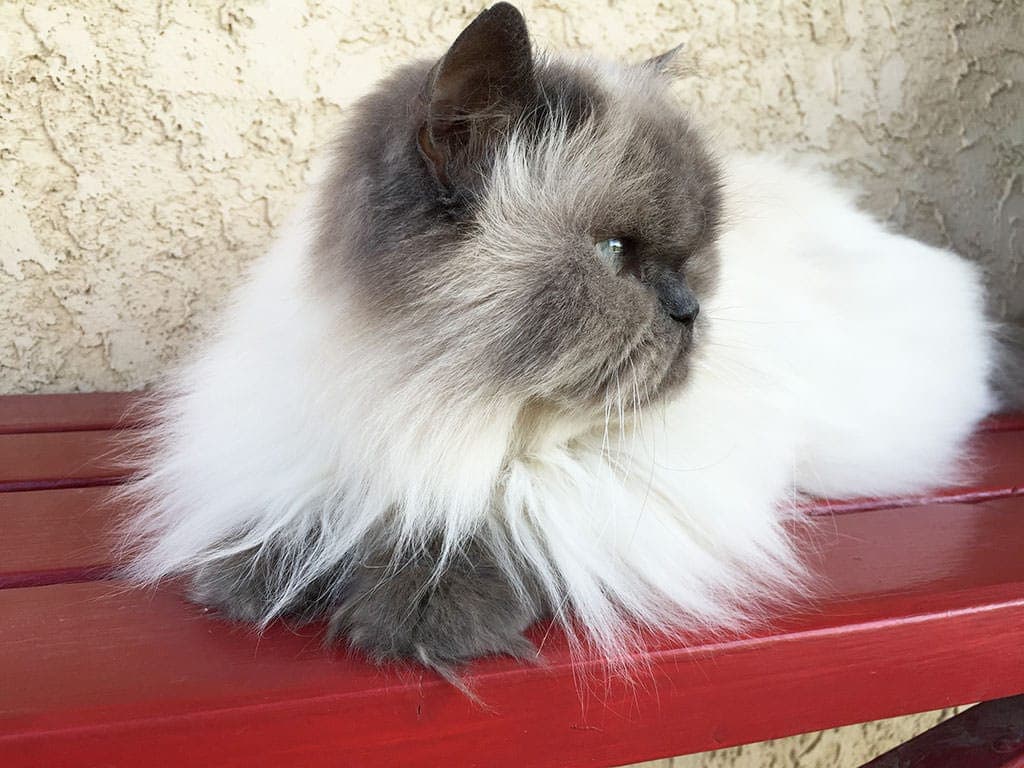 Winston-on-the-Bench.jpg