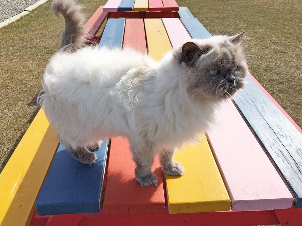 Winston-on-the-Table.jpg